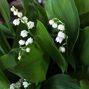 Meet your Posher, Tamara